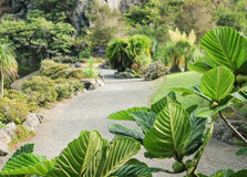 Whangarei Quarry Gardens in Whangarei