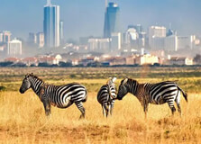 Wildlife Safari at Nairobi National Park in Nairobi