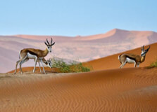 Witsand Nature Reserve in Upington