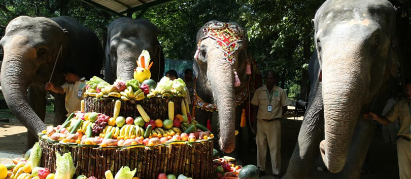 Yangon Zoological Gardens