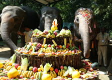 Yangon Zoological Gardens in Yangon