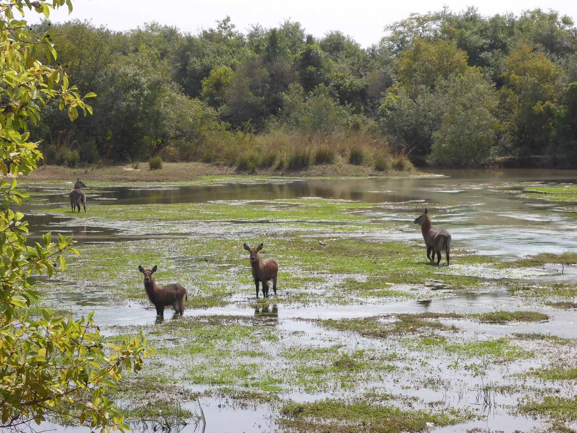 Yankari National Park in Bauchi