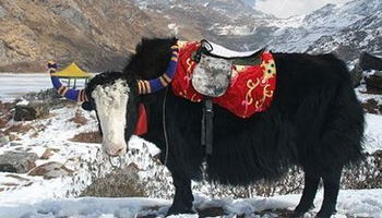 Top yak safari tour packages for mountain exploration