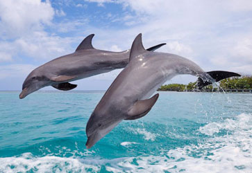 Top dolphin watching tour packages for wildlife lovers