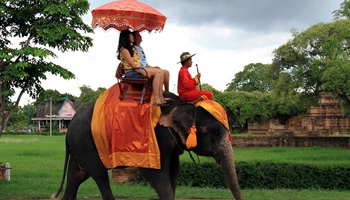 Top elephant safari tour packages for wildlife tours