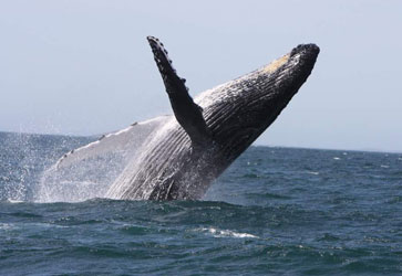 Top whale watching tour packages for marine enthusiasts