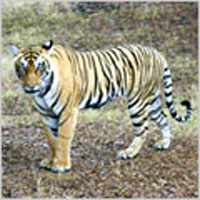 Tiger Tour Of North India