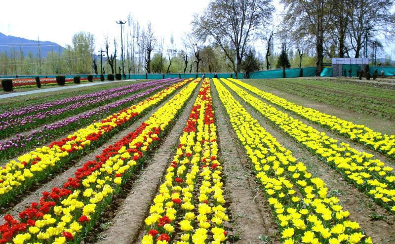 Honeymoon Tour (7 Nights & 8 Days)