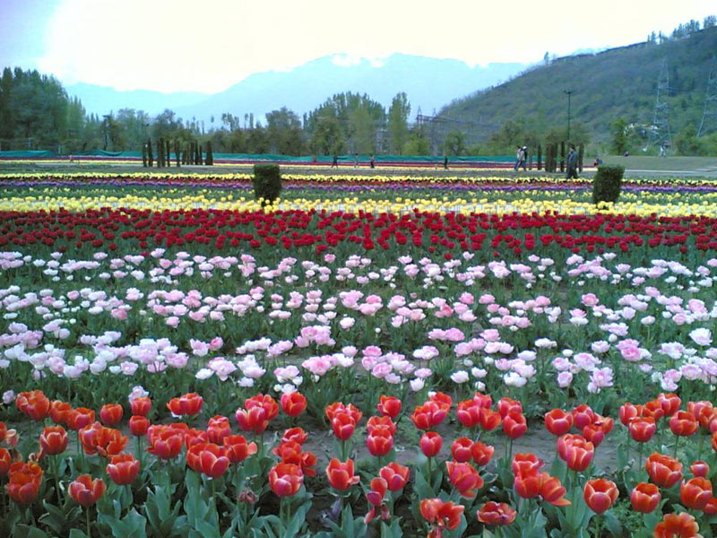 Kashmir Paradise Tour (6 Nights & 7 Days)