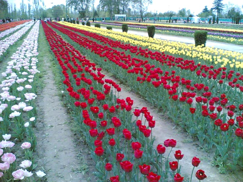 Natural Beauty of Kashmir 