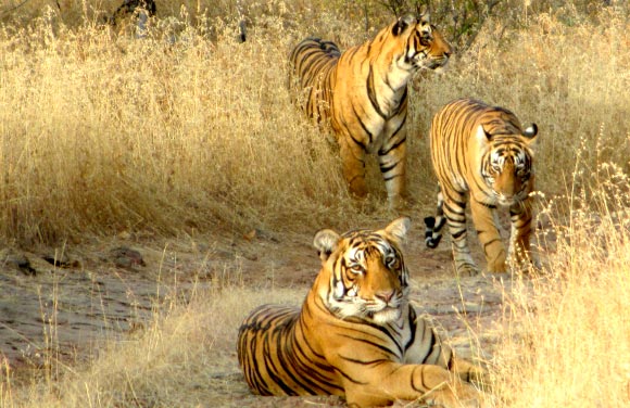 Ranthambore Wild Safari Tour