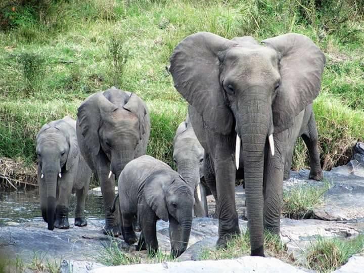 4 Days Masai Mara Safari | Lake Nakuru Bus Tour from Kisumu