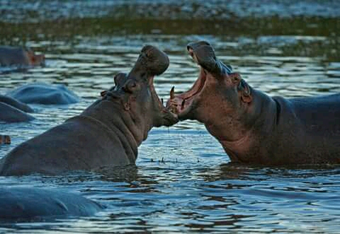 4 Days Masai Mara Safari | Lake Nakuru Bus Tour from Kisumu