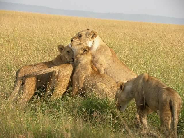 4 Days Masai Mara Safari | Lake Nakuru Bus Tour from Kisumu