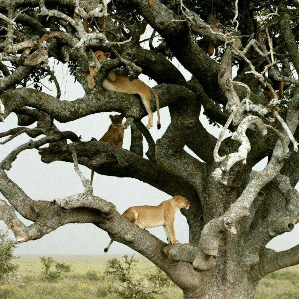 East Africa Adventure Safari Tour