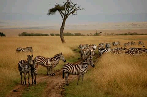 East Africa Adventure Safari Tour