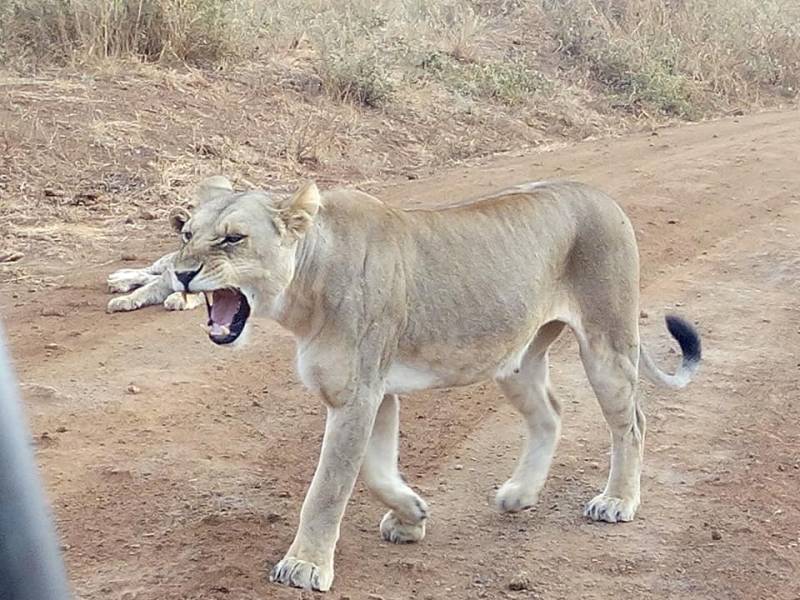 13-day Best Highlights of Kenya and Tanzania Package