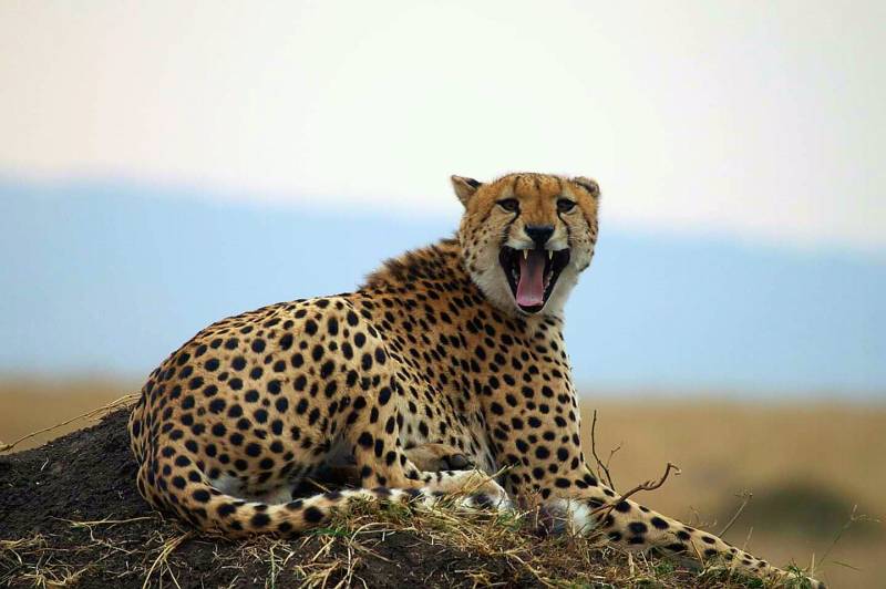 13-day Best Highlights of Kenya and Tanzania Package