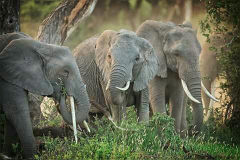 13-day Best Highlights of Kenya and Tanzania Package