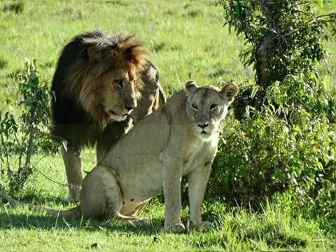 13-day Best Highlights of Kenya and Tanzania Package