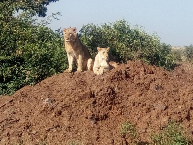 13-day Best Highlights of Kenya and Tanzania Package