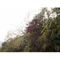 Gangtok - Lachen - Lachung - Pelling - Darjeeling Tour Package