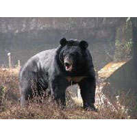 Gangtok - Lachen - Lachung - Pelling - Darjeeling Tour Package