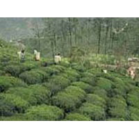 Gangtok - Pelling - Darjeeling Tour Package