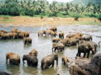 Scenic Comfort Tour Sri Lanka