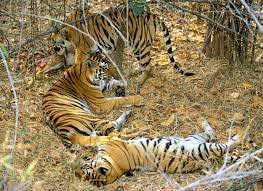 Bandhavgarh Wildlife Tiger Tour