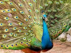 Explore & Enjoy Sri Lanka Tour