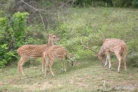 Explore & Enjoy Sri Lanka Tour