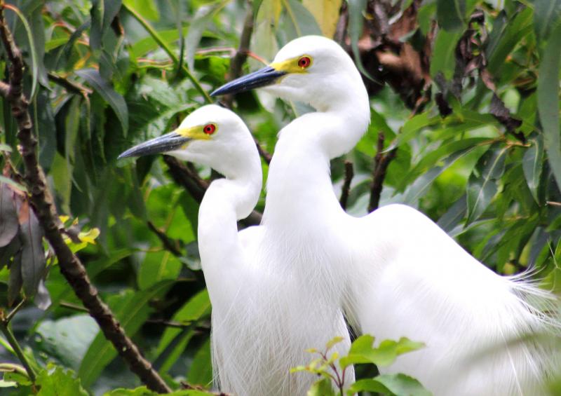 Kerala Bird Watching Tour