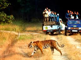 Den of Tiger Trip By Cab Tour Image