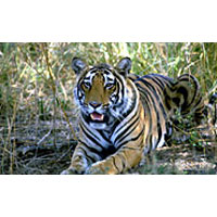 Palace on Wheels Train Tour