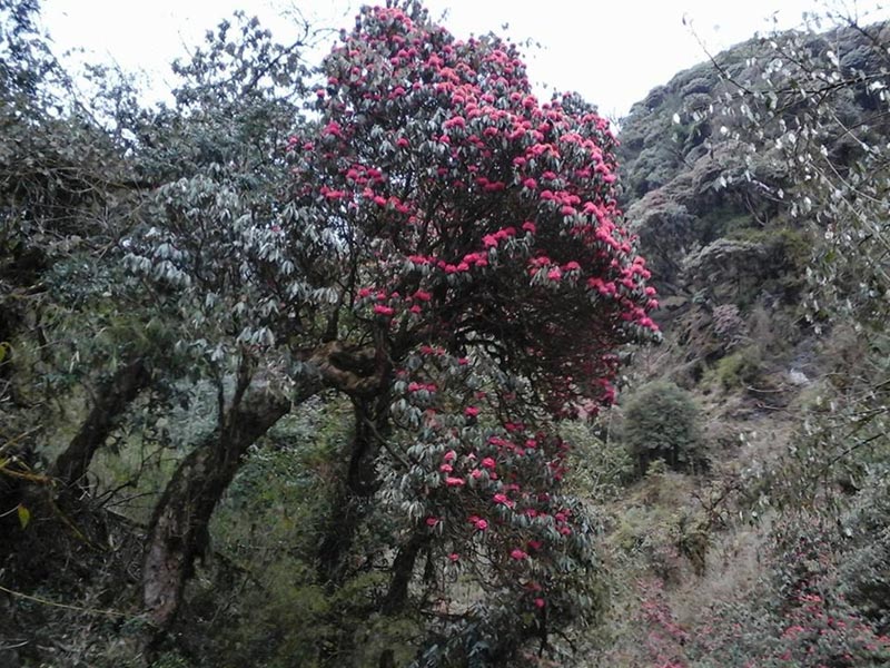 Annapurna Base Camp Trek Tour