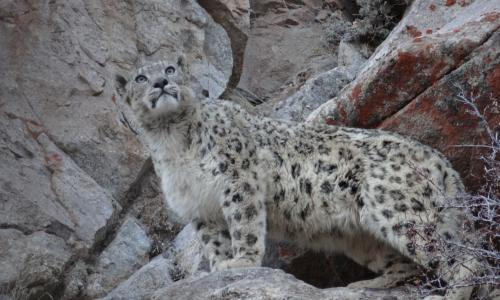 Snow Leopard Trek Ladakh India Tour