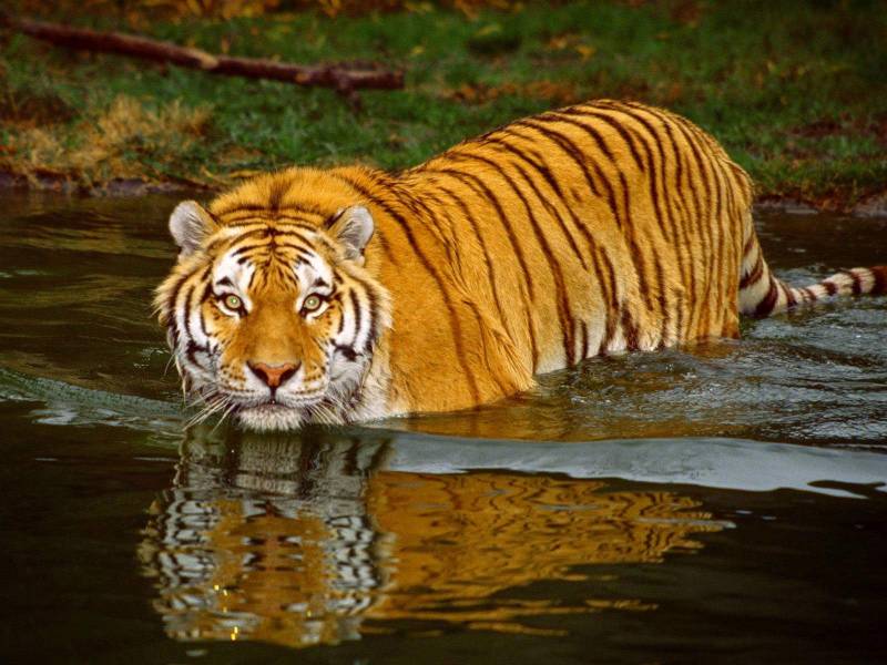 Sundarban Forest And Tiger Den Tour