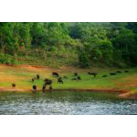 Cochin - Munnar - Thekkady - Alleppey - Kovalam Tour