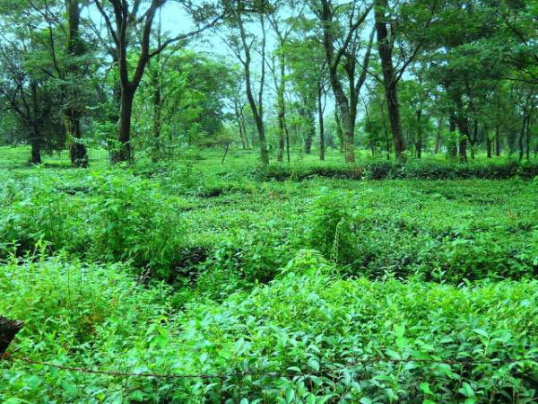 Himachal Delight Tour