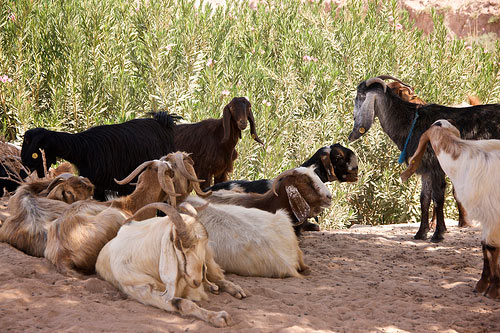 Adventure Hiking Jordan Tour
