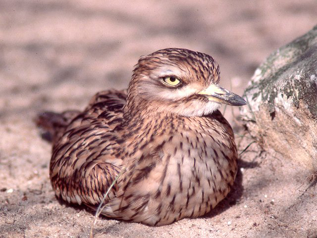 Birdwatching Wild Jordan Tour