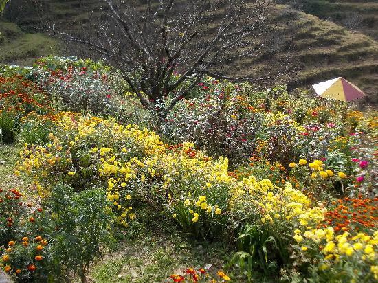 Uttarakhand Nainital - Almora - Kausani Tours