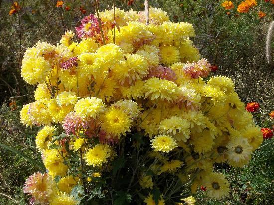 Uttarakhand Nainital - Almora - Kausani Tours