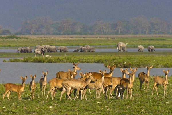 North East India Guwahati - Kaziranga National Park - Shillong- Cherrapunjee Tour