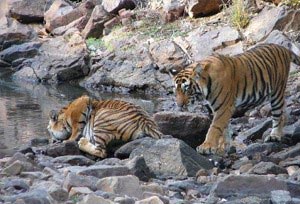 Classic India Wildlife Tours