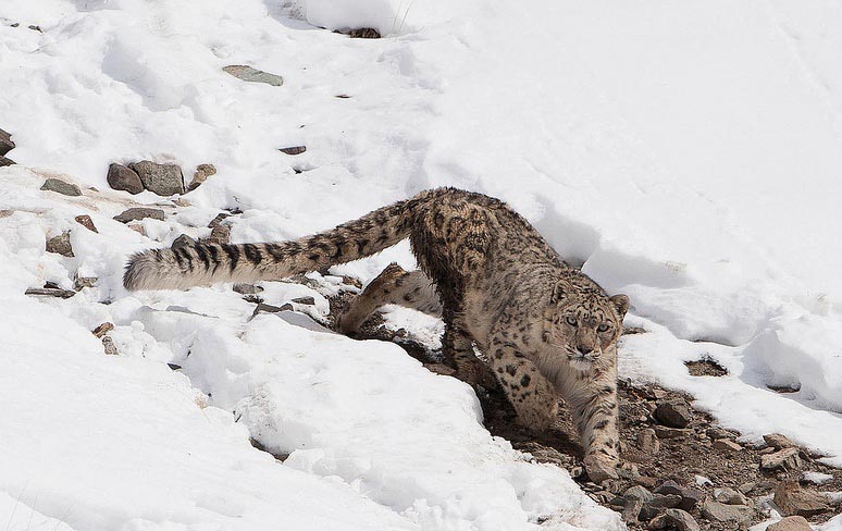 Snow Leopard Tour, Ladakh