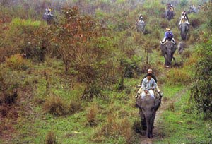 Wildlife Tour Of Assam Tour