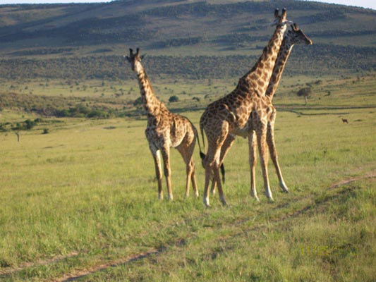 6 Days Masai Mara, Lake Nakuru And Amboseli Camping Safari Tour