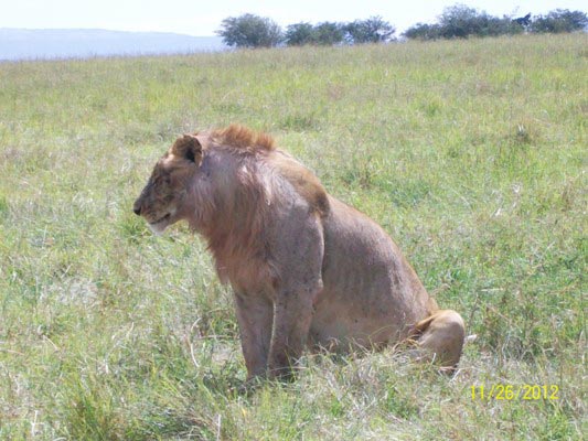6 Days Masai Mara, lake Nakuru and Amboseli Camping safari Tour